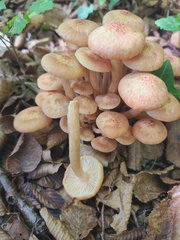 Armillaria socialis