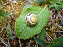 Cepaea