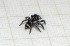 Corythalia argentinensis