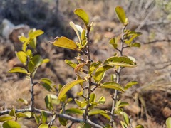 Ximenia caffra
