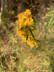 Solidago puberula