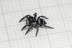 Corythalia argentinensis