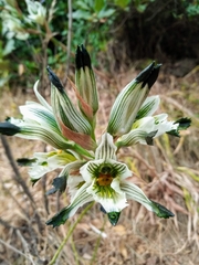 Chloraea bletioides
