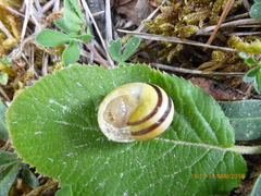 Cepaea