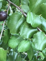 Prunus ilicifolia
