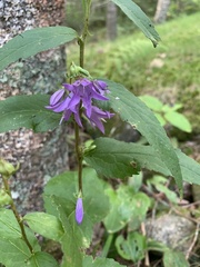 Campanula rapunculoides