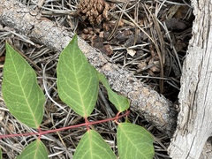 Apocynum androsaemifolium