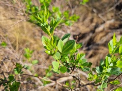 Searsia zeyheri
