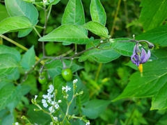 Solanum dulcamara