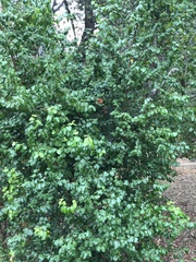 Prunus ilicifolia