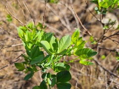 Searsia zeyheri