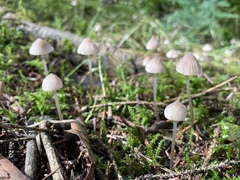 Mycena galericulata