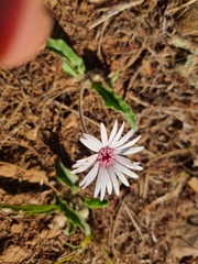 Gerbera viridifolia