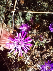 Drosanthemum ambiguum