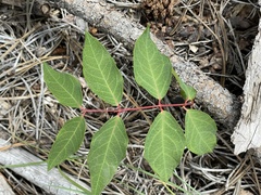 Apocynum androsaemifolium