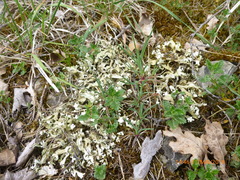 Cladonia convoluta