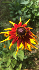 Rudbeckia