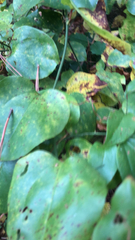 Smilax rotundifolia