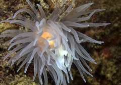 Protanthea simplex