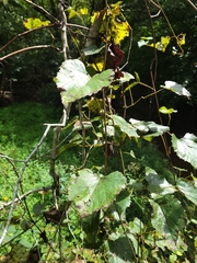 Vitis vulpina