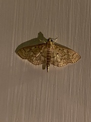 Herpetogramma pertextalis