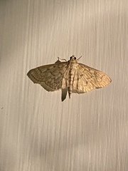 Herpetogramma pertextalis