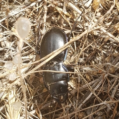 Pasimachus elongatus