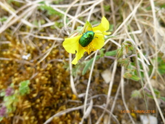 Cryptocephalus sericeus