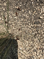 Pogonomyrmex barbatus