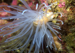 Protanthea simplex