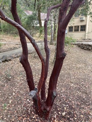 Arctostaphylos manzanita