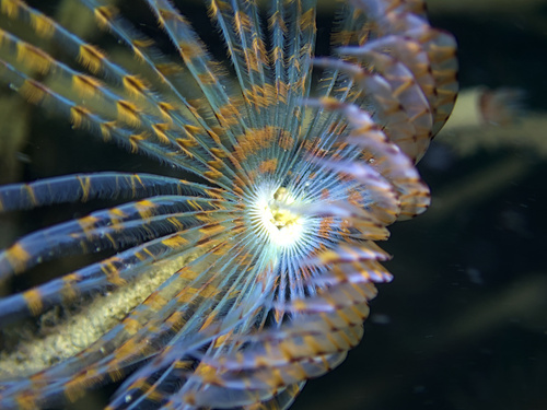 Peacock Worm, Lysekil, SE-VG, SE, photo 7 of 10