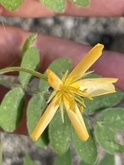 Kallstroemia peninsularis