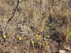 Solanum campylacanthum