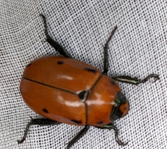Pelidnota punctata