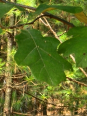 Quercus