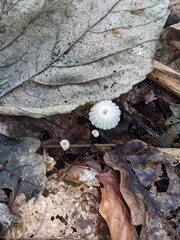 Marasmius rotula