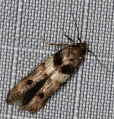 Walshia miscecolorella