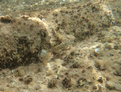 Parablennius sanguinolentus