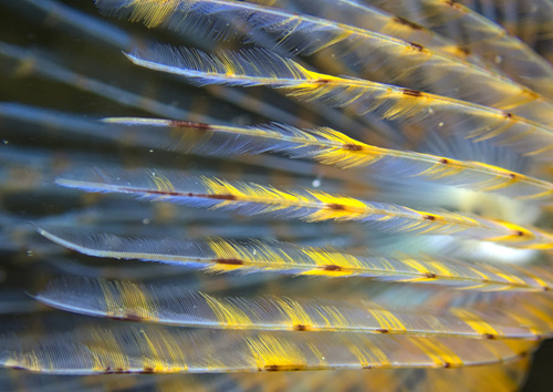 Peacock Worm, photo 2 of 10