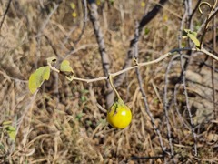 Solanum campylacanthum