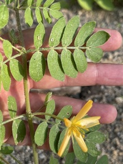 Kallstroemia peninsularis