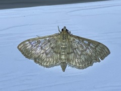 Herpetogramma pertextalis