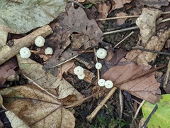 Marasmius rotula