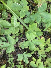 Rubus setosus