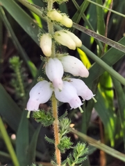 Erica ciliaris