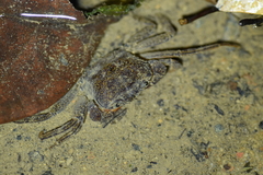 Irmengardia johnsoni