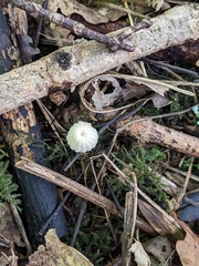 Marasmius rotula