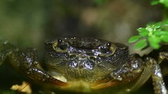 Irmengardia johnsoni