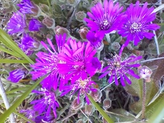 Drosanthemum
